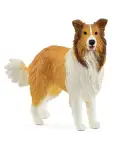 COLLIE