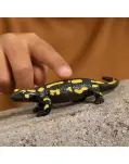 SALAMANDRA