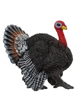 PAVO.