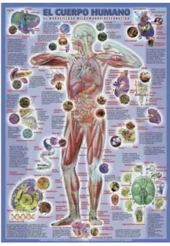 CUERPO HUMANO EL EL MARAVILLOSO MICROMUNDO DESCONOCIDO. LMINAS EDUCATIVAS