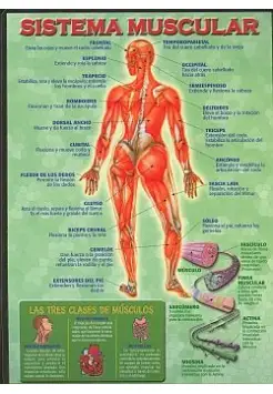 SISTEMA MUSCULAR, LMINA EDUCATIVA