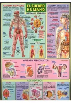 CUERPO HUMANO, SISTEMAS Y APARATOS. LMINAS EDUCATIVAS